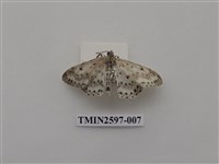 藏品(尺蛾110)的圖片